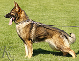 german shepherd dog