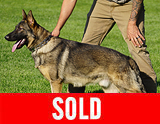 AKC registered trained personal protection german shepherd dog for sale