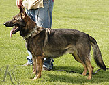 German Shepherd protection dog for sale