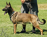 trained personal protection german shepherd dog for sale