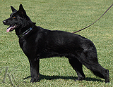 trained personal protection german shepherd dog for sale