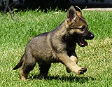 german shepherd puppies for sale