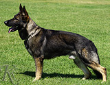 German Shepherd Dog