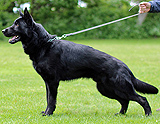 personal protection german shepherd dog for sale