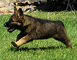 german shepherd puppy for sale