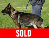 AKC registered trained personal protection german shepherd dog for sale