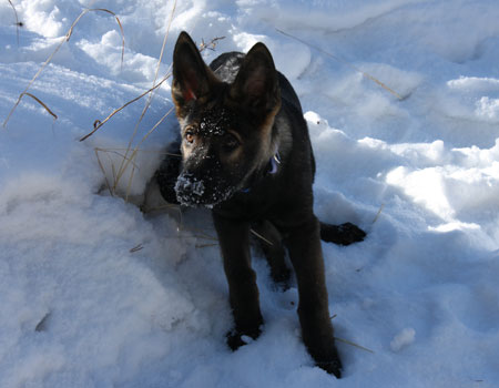 German Shepherd puppy