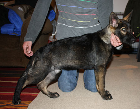 German Shepherd puppy