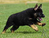 german shepherd puppy for sale