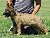 german shepherd puppy for sale