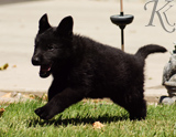 german shepherd puppies for sale