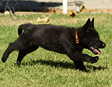 german shepherd puppy for sale