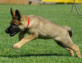 german shepherd puppy for sale