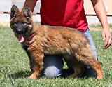 german shepherd puppy