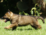 german shepherd puppies for sale