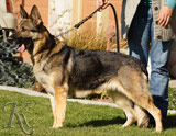 German Shepherd female Sany Get-Pet