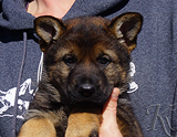 german shepherd puppy for sale