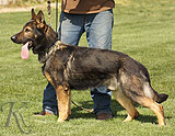 personal protection german shepherd dog for sale