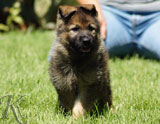 german shepherd puppies for sale