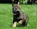 german shepherd puppy for sale