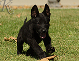 german shepherd puppy for sale