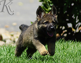 german shepherd puppy for sale