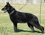 german shepherd dog