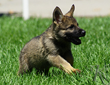 german shepherd puppy for sale