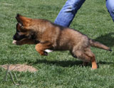 german shepherd puppy Sera