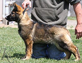 german shepherd puppy