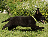 german shepherd puppy for sale