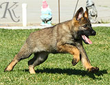 german shepherd puppies for sale