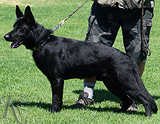 AKC registered german shepherd puppy / young adult for sale