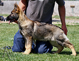 german shepherd puppy