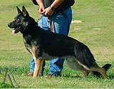 trained German Shepherd  dog for sale