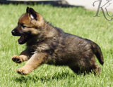 german shepherd puppies for sale