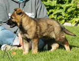 german shepherd puppies for sale