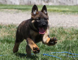 german shepherd puppy Sofi