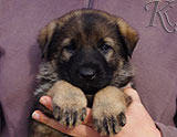 german shepherd puppy for sale