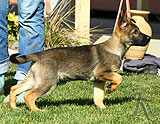 german shepherd puppies for sale