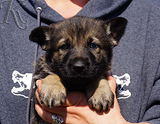 german shepherd puppy for sale