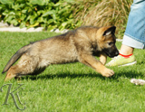 german shepherd puppies for sale