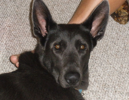 German Shepherd puppy