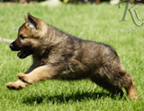 german shepherd puppies for sale