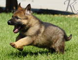 german shepherd puppies for sale