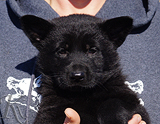 german shepherd puppy for sale