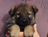 german shepherd puppy for sale