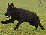 german shepherd puppy for sale