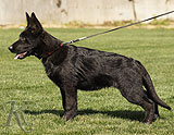 german shepherd puppies for sale