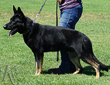 AKC registered trained personal protection german shepherd dog for sale